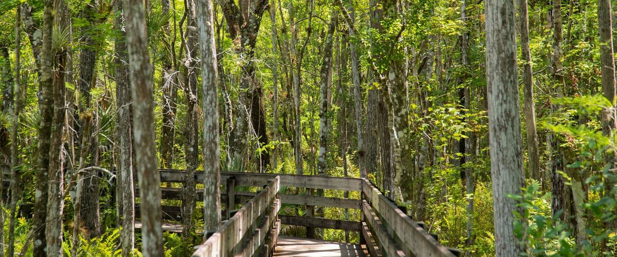 Six Mile Cypress Slough Preserve which includes forests