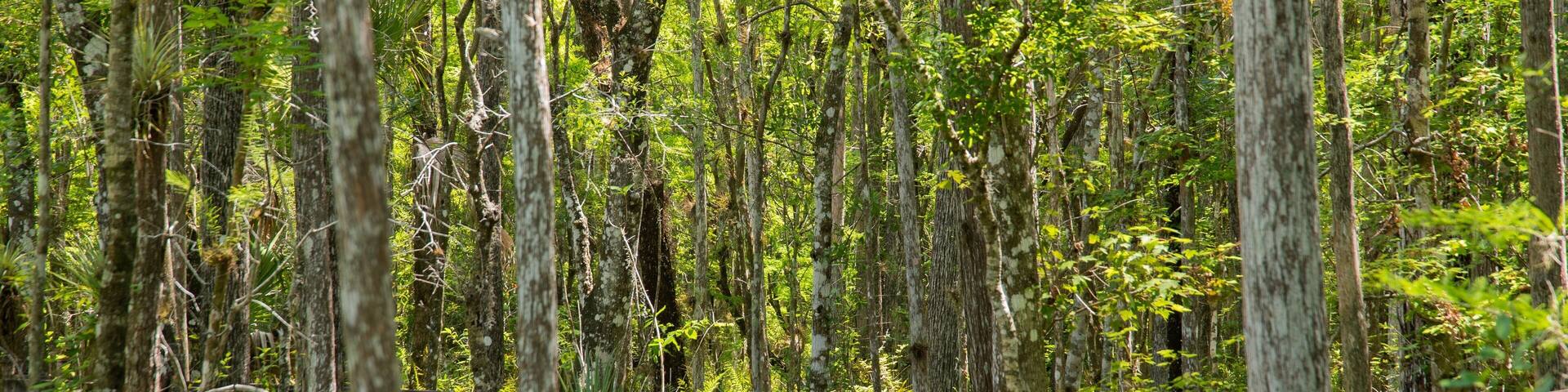 Six Mile Cypress Slough Preserve which includes forests