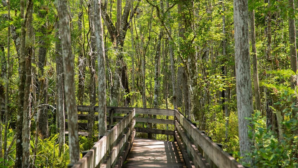 Six Mile Cypress Slough Preserve which includes forests