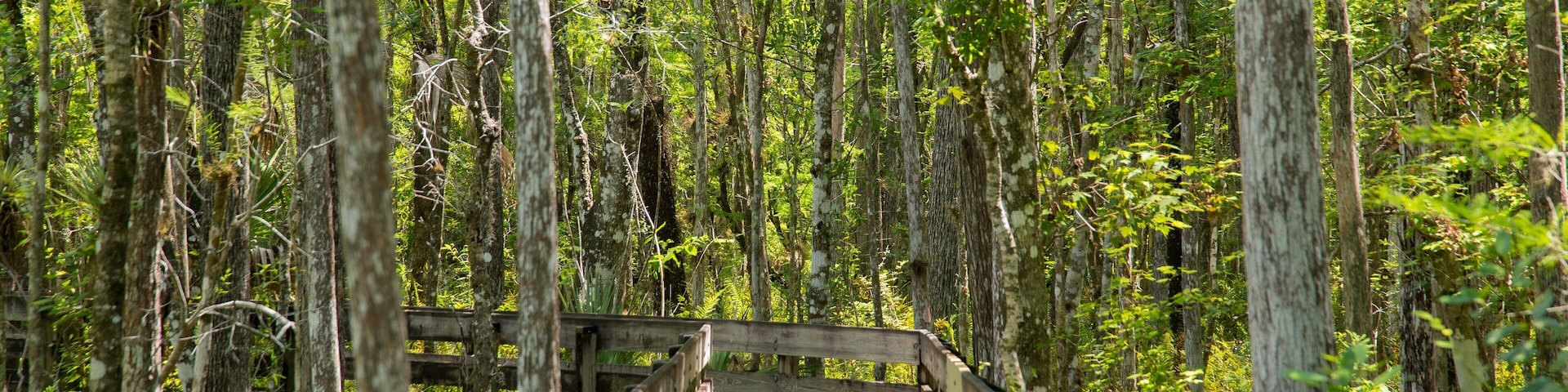 Six Mile Cypress Slough Preserve which includes forests