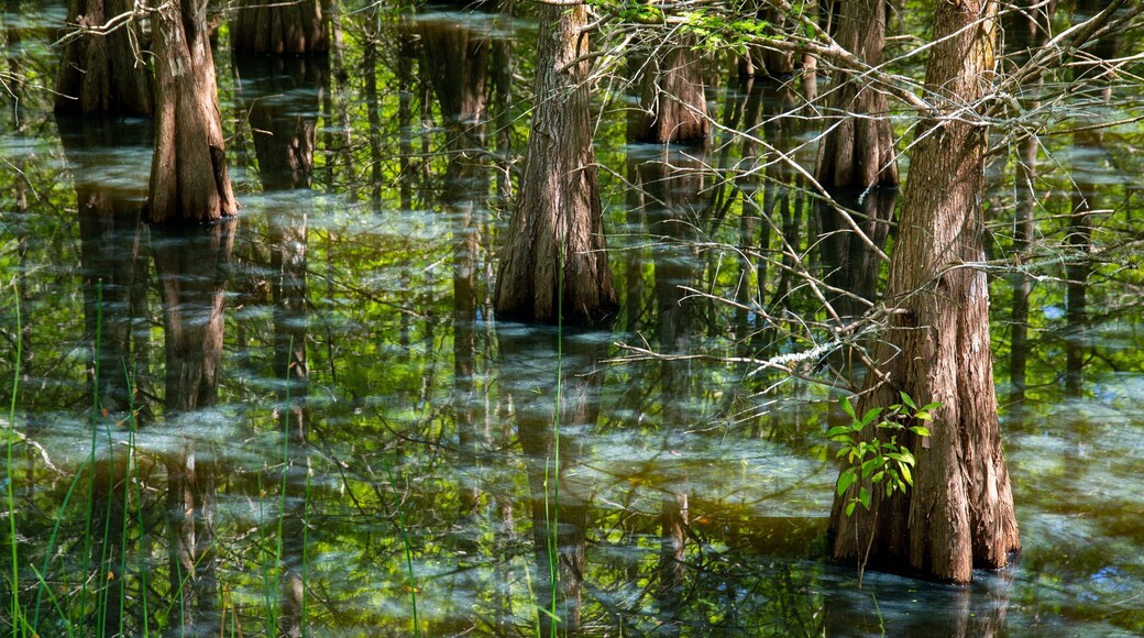 Six Mile Cypress Slough Preserve showing a pond