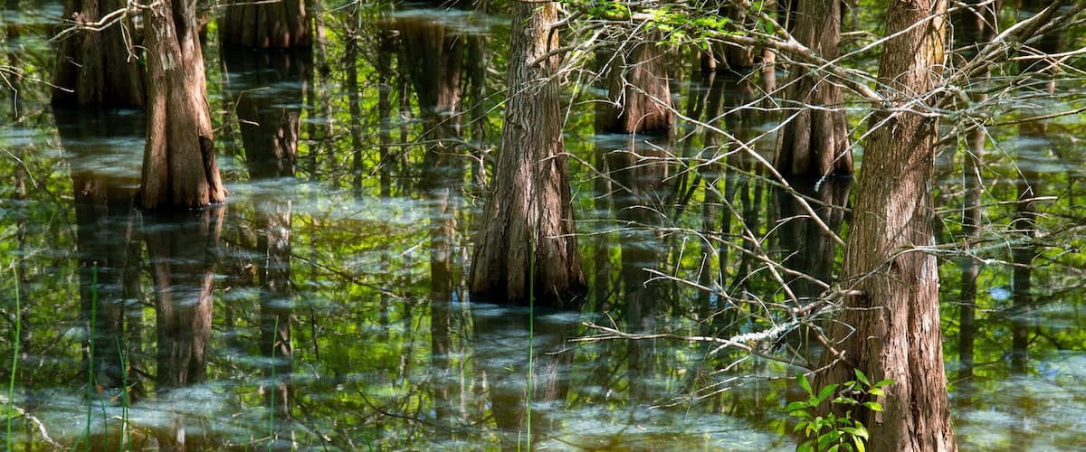 Six Mile Cypress Slough Preserve showing a pond