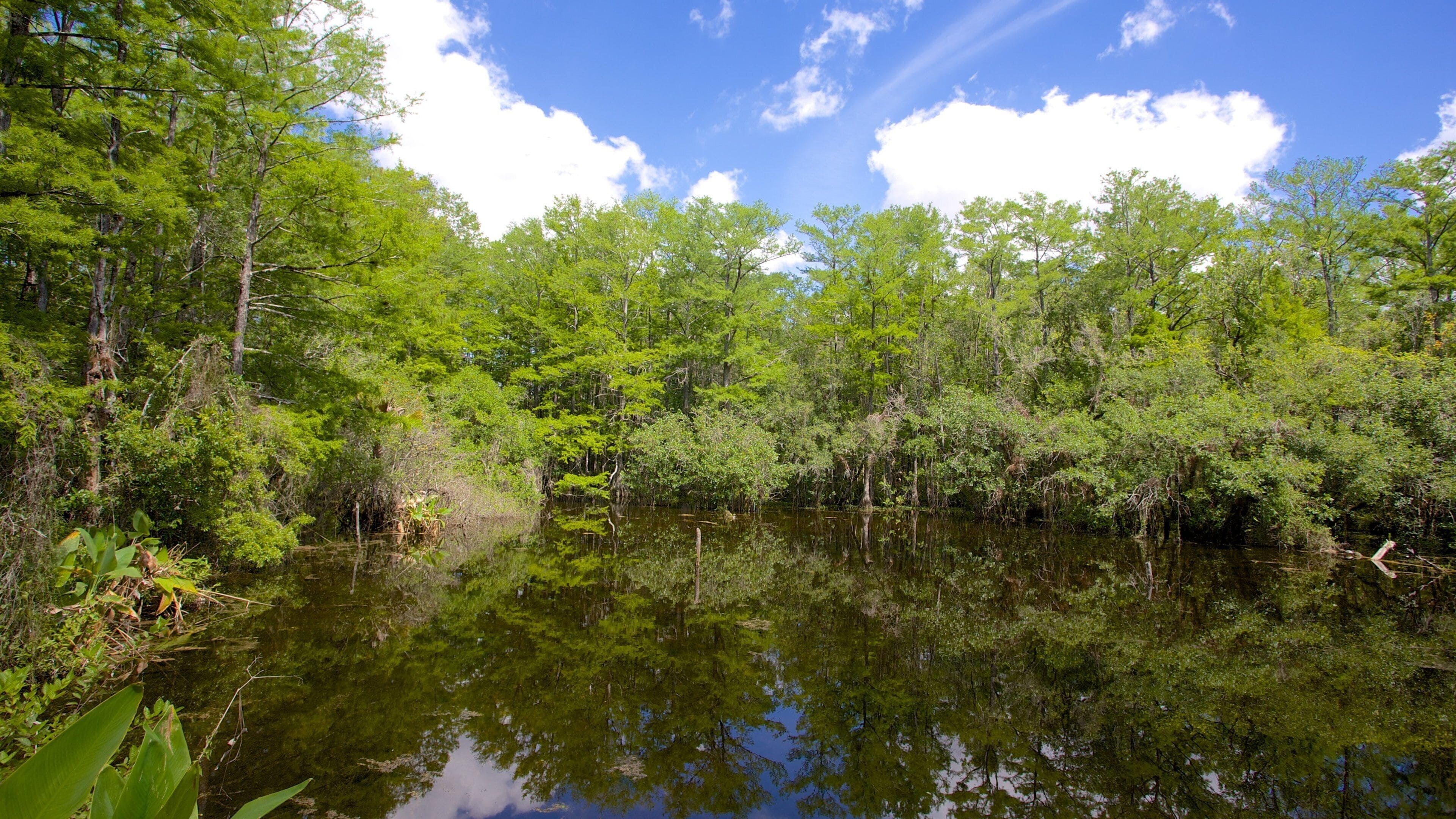 A calm river surrounded by dense green forest under a clear blue sky.