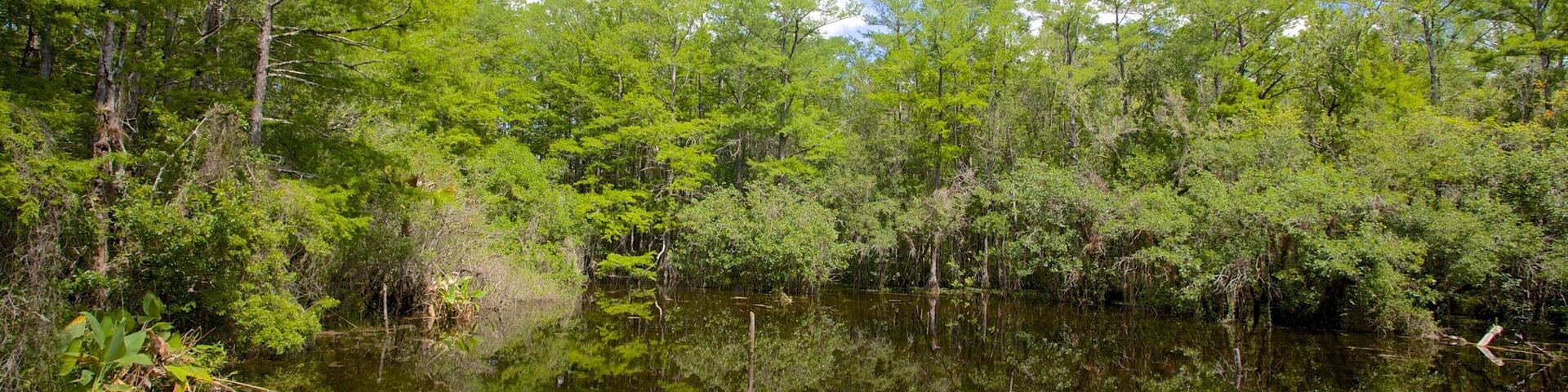 A calm river surrounded by dense green forest under a clear blue sky.