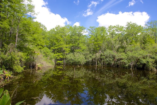 Um rio calmo rodeado por uma floresta verdejante sob um céu azul límpido.