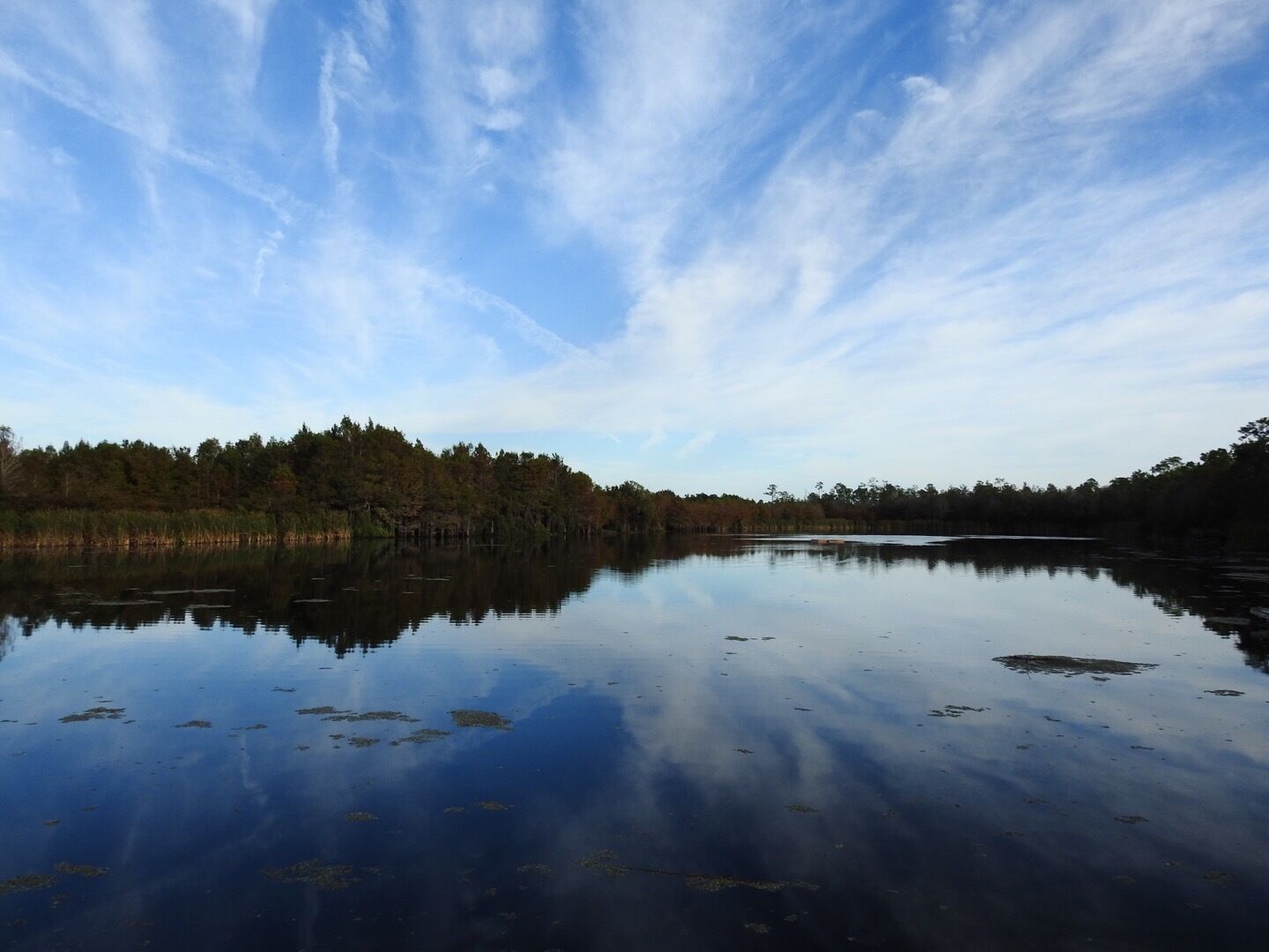 Beautiful morning walk in the cypress slough