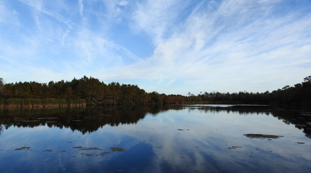 Beautiful morning walk in the cypress slough