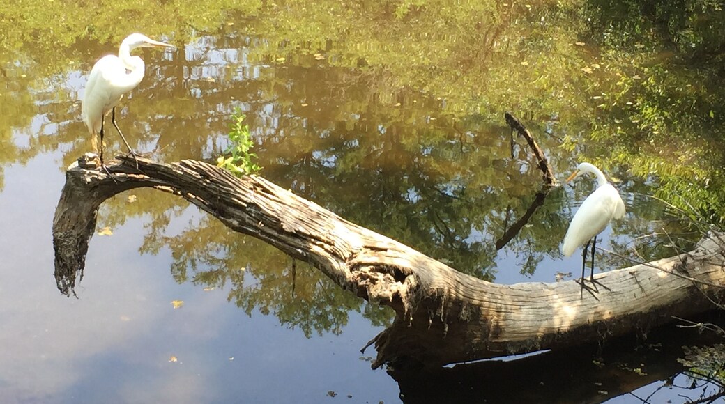 Two beautiful birds in the Six Mile Cypress Slough Preserve in Fort Myers, FL.