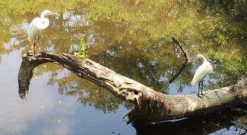 Two beautiful birds in the Six Mile Cypress Slough Preserve in Fort Myers, FL.