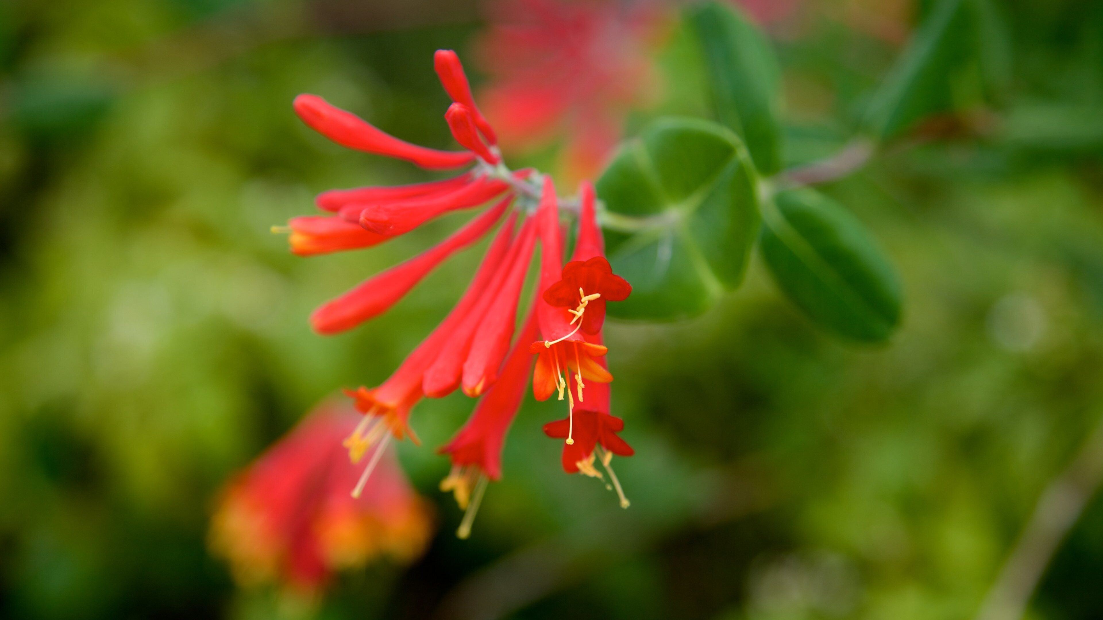 Manatee Park showing flowers, a park and wildflowers
