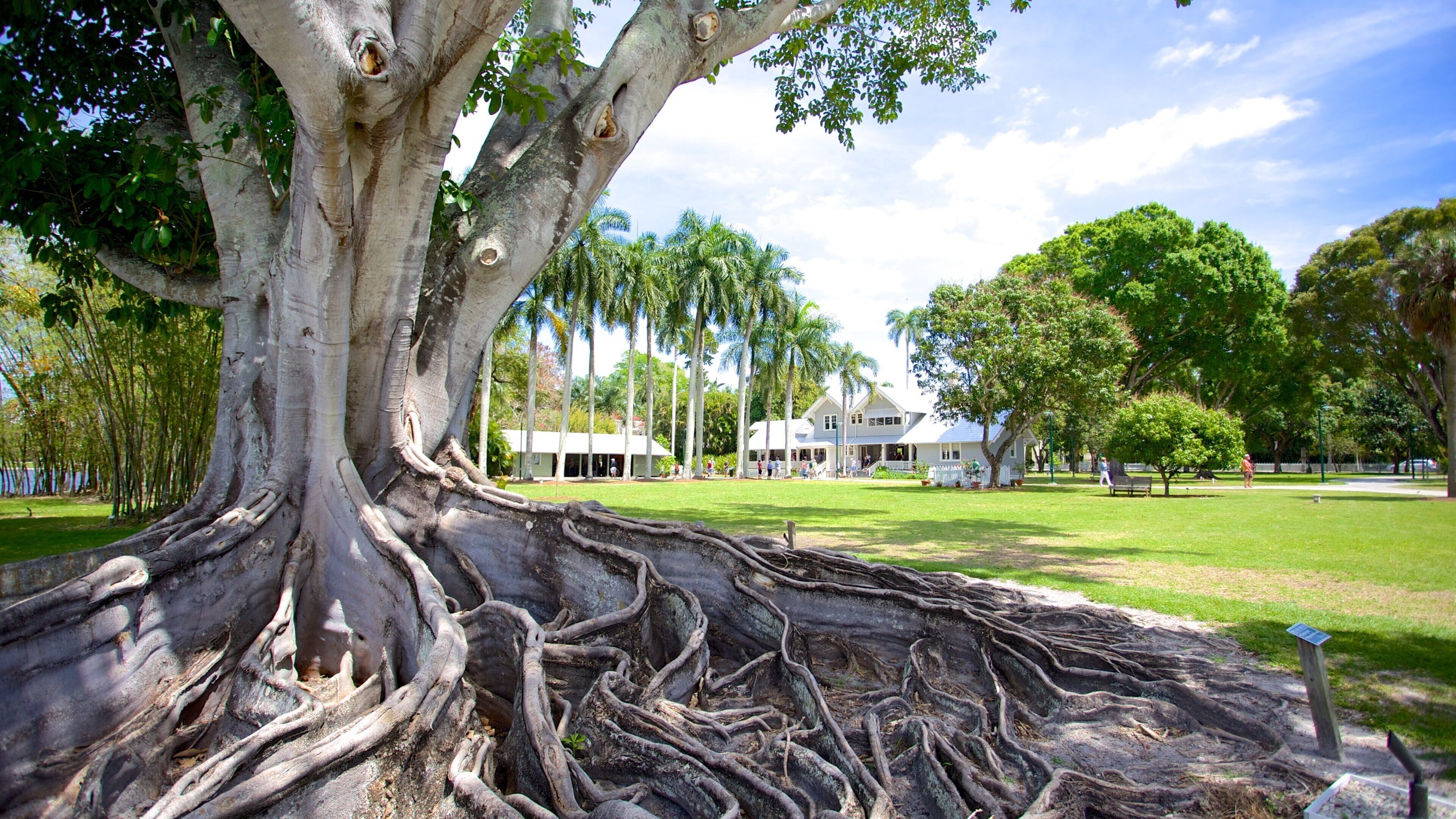 A large tree with extensive roots, a grassy park area, and a white building in the background.
