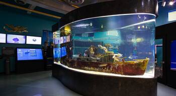 Imaginarium Hands - On Museum featuring interior views