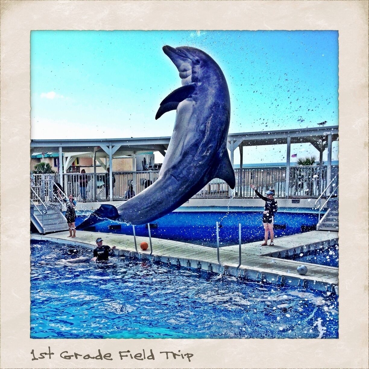 The #Gulfarium marine park on Okaloosa Island, good dolphin shows and other animals.
