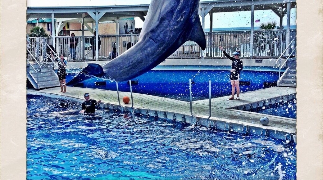 The #Gulfarium marine park on Okaloosa Island, good dolphin shows and other animals.