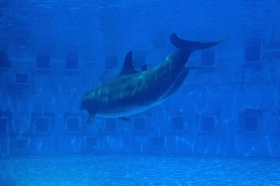 Une scène sous-marine où l’on voit un dauphin nager près d’un récif corallien.