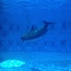 Dolphin show.