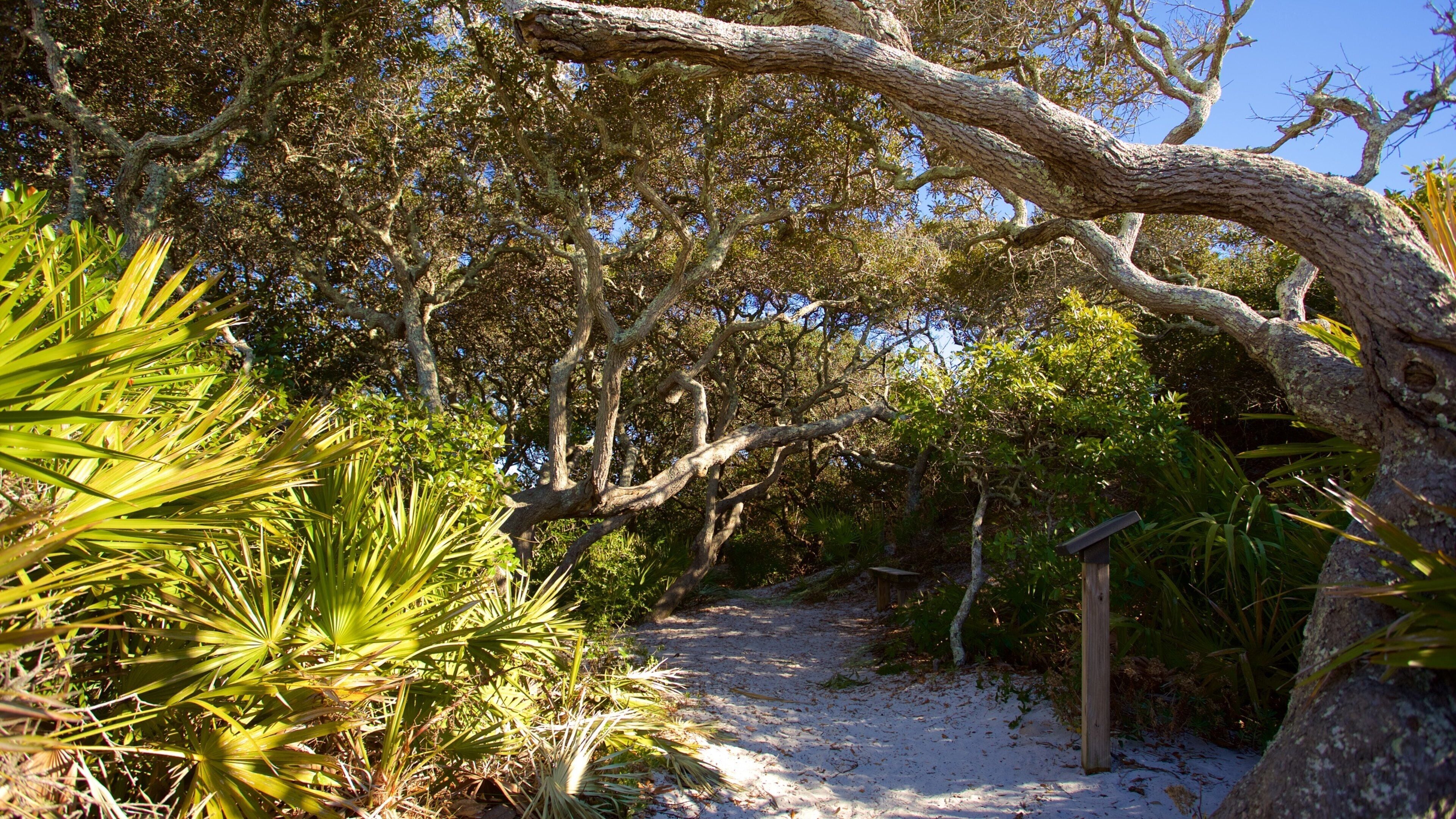 Grayton Beach que incluye escenas tranquilas y imágenes de bosques