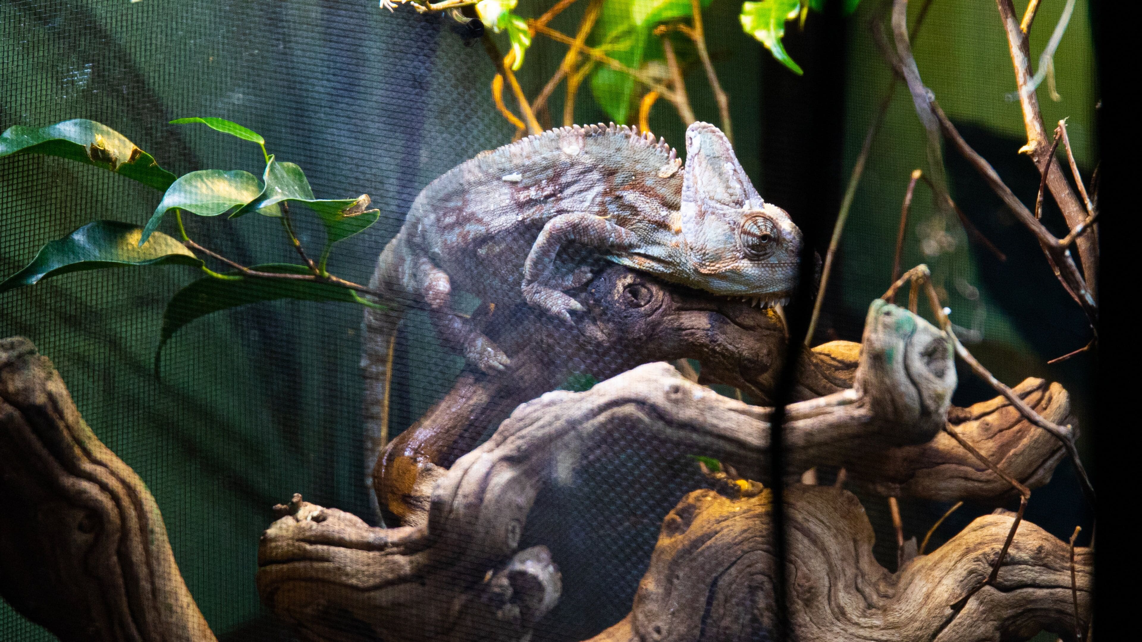 Emerald Coast Science Center featuring animals and zoo animals