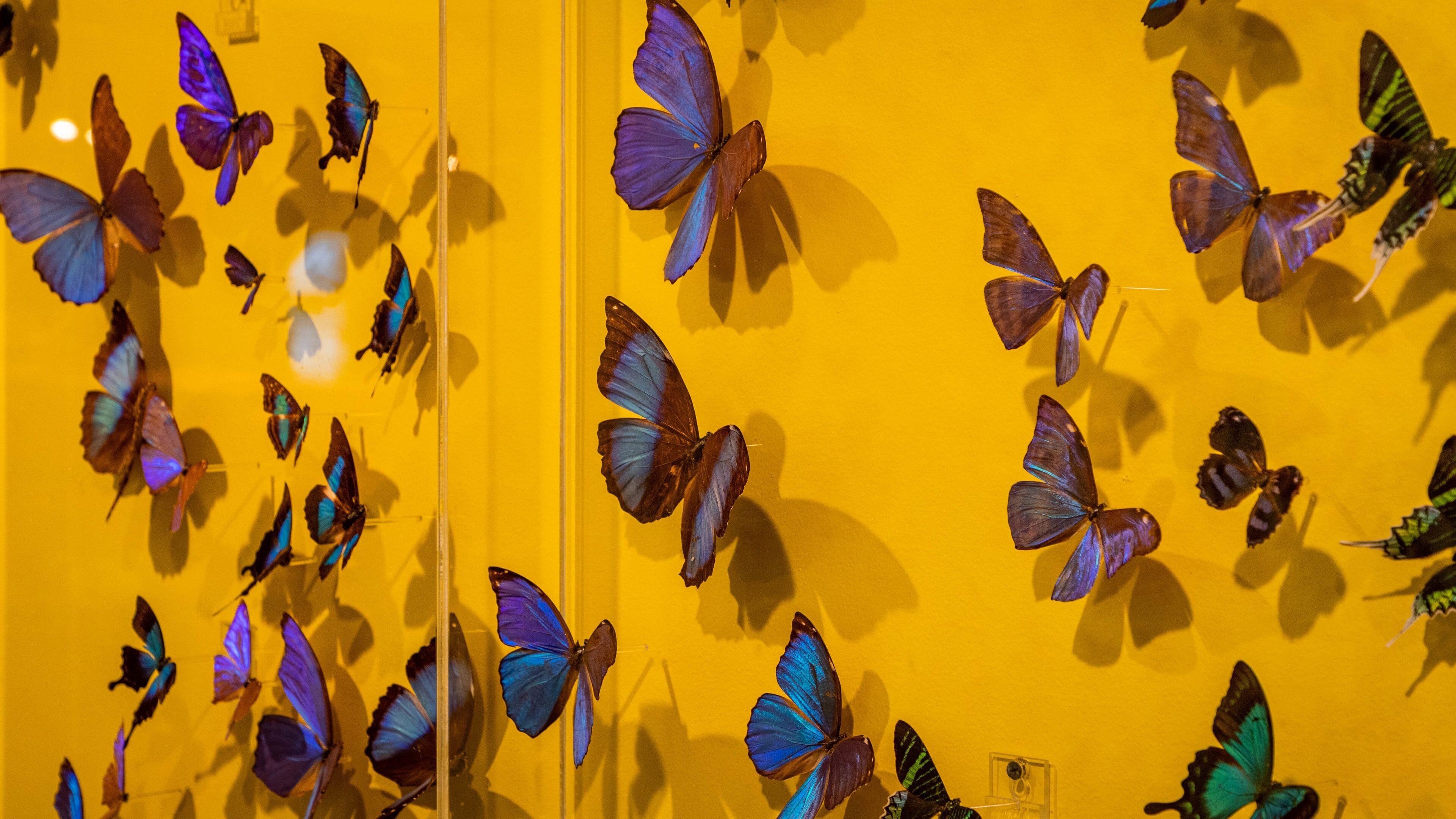 Ripley\'s Believe It or Not