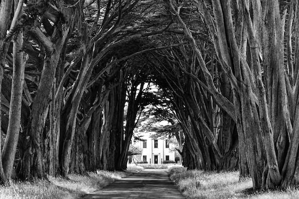 A pathway flanked by tall trees with intertwined roots, leading to a building with a white facade.