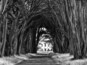 Un sentier bordé de grands arbres aux racines entrelacées, qui mène à un bâtiment à la façade blanche.