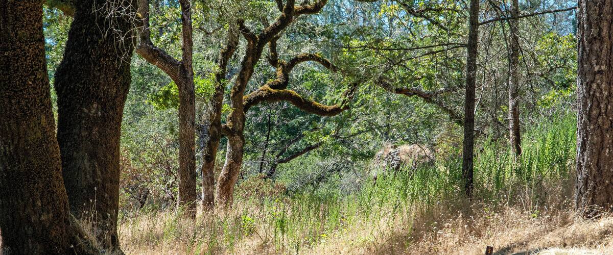 SantaRosa_PetrifiedForest_6065817-2