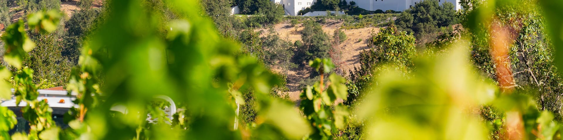 Sunny exterior view of Sterling Vineyards