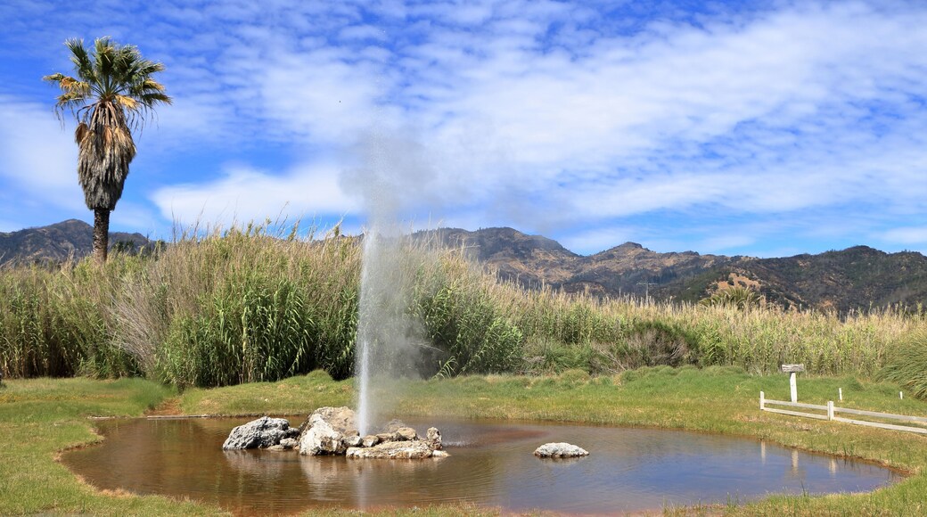The Old Faithful Geyser of California begins it's long eruption in Napa Valley