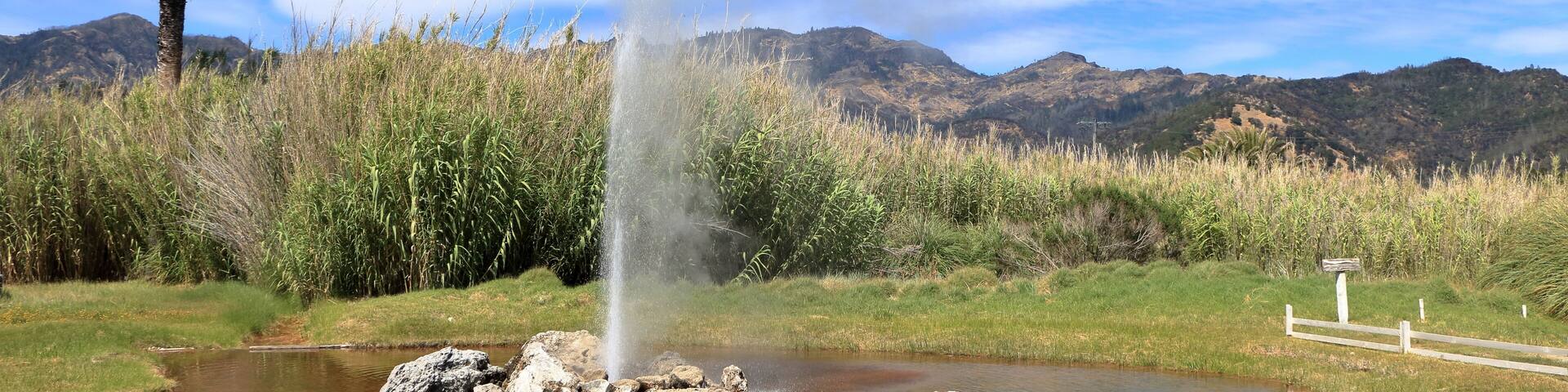 The Old Faithful Geyser of California begins it's long eruption in Napa Valley