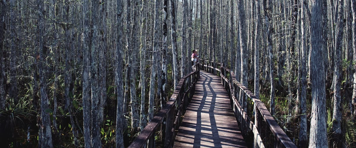 A wooden boardwalk through a forest of tall, thin trees.