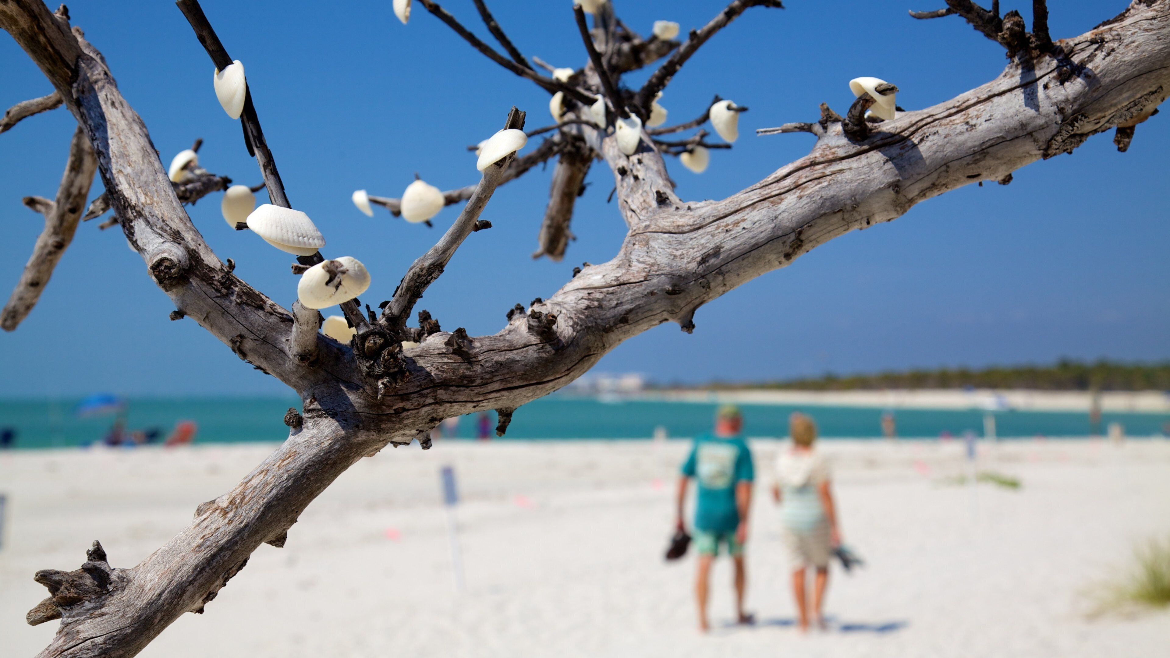 Delnor-Wiggins Pass State Park featuring a beach as well as a couple