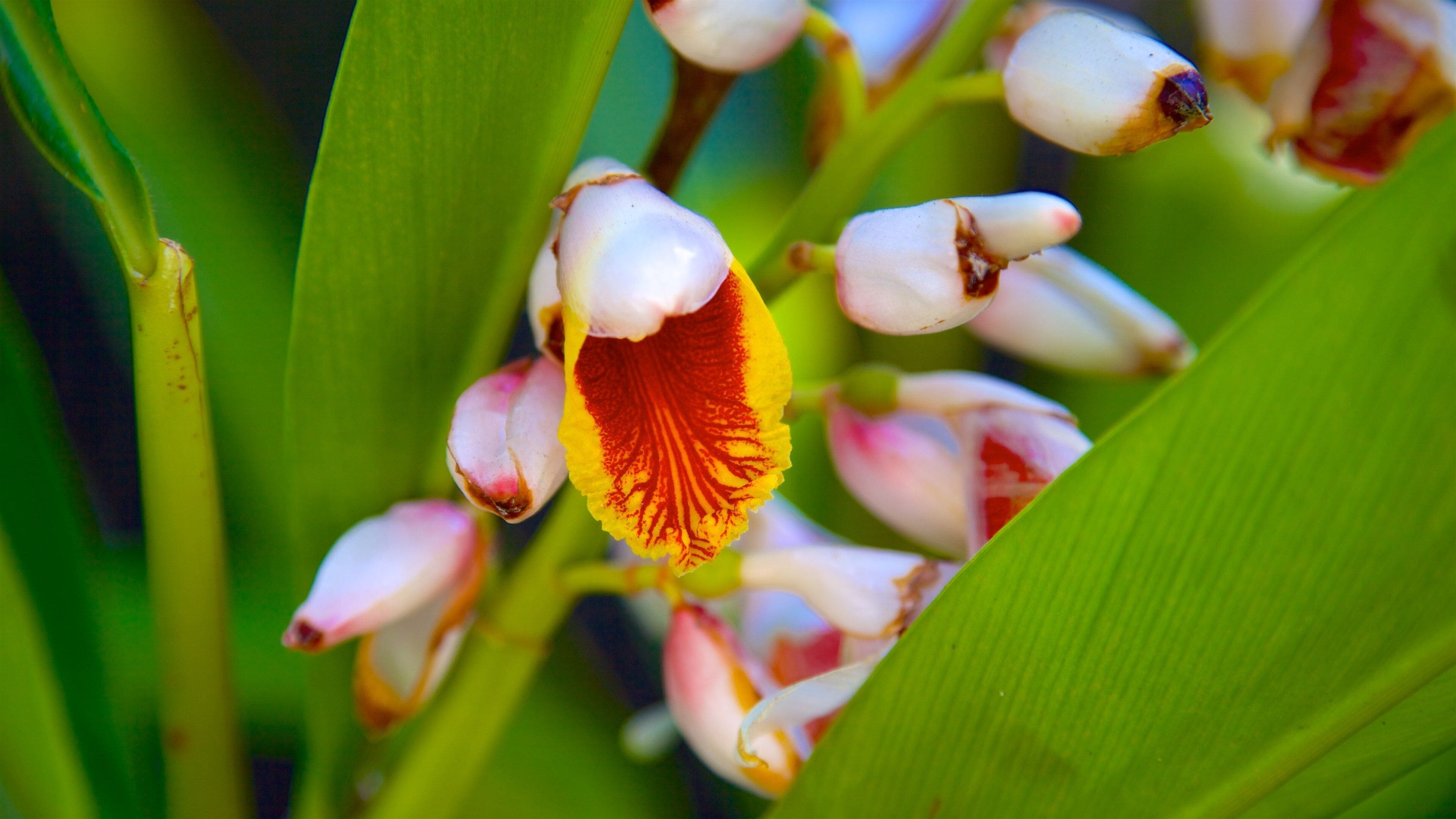 Naples Zoo at Caribbean Gardens featuring wildflowers