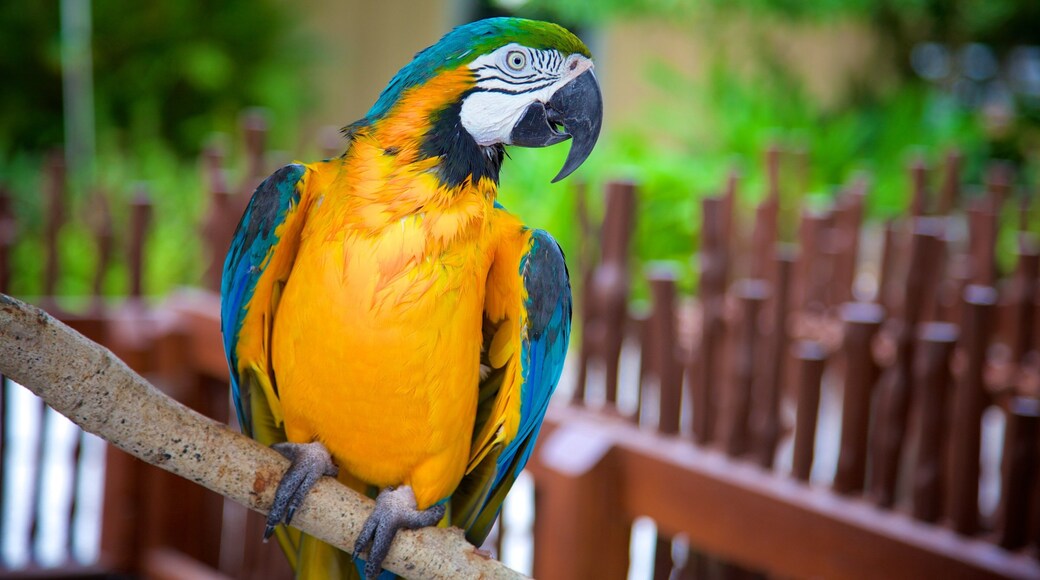 Naples Zoo at Caribbean Gardens featuring zoo animals and bird life