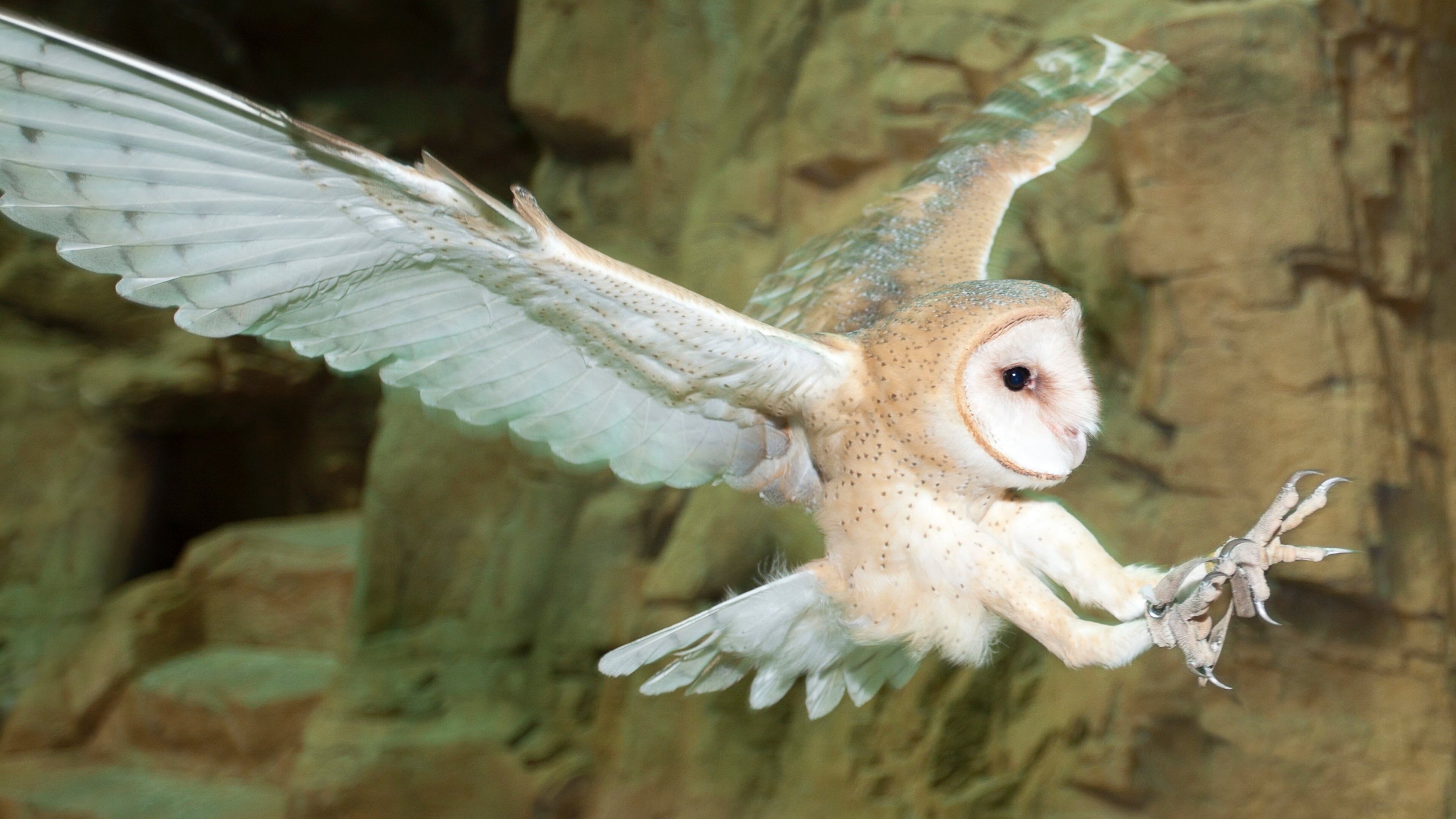 Naples Zoo at Caribbean Gardens showing bird life and zoo animals