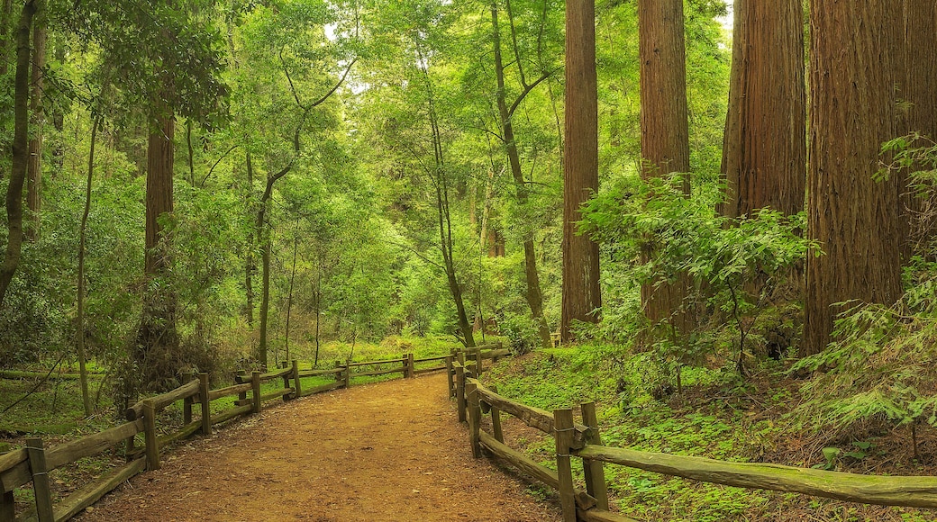 A trail winds through a redwoods forest in Henry Cowell Redwoods State Park, California. , Shutterstock ID 573868930, Purchase Order: SP-1891 Wave 0, Client/Licensee: Hotels.com