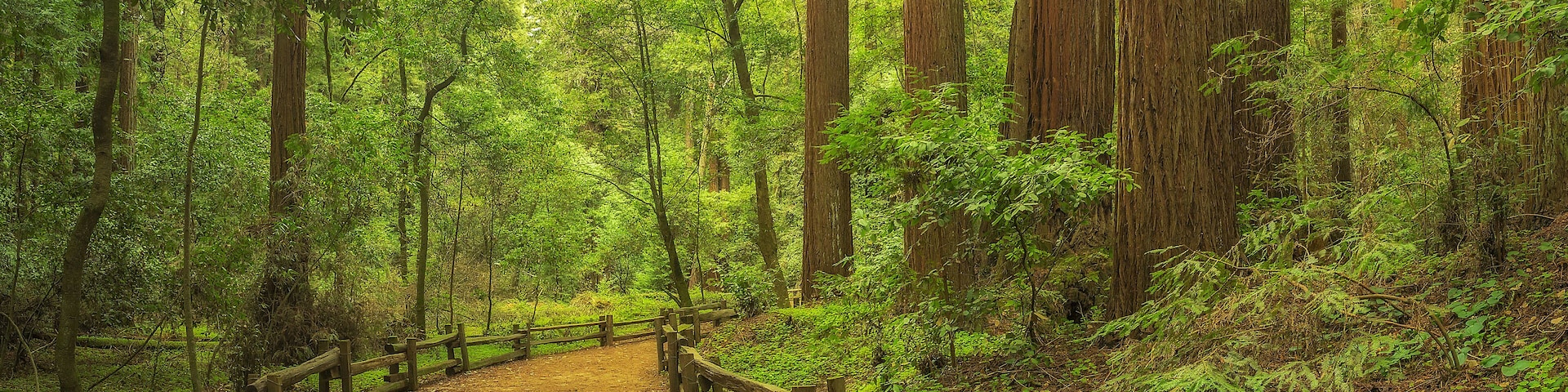 A trail winds through a redwoods forest in Henry Cowell Redwoods State Park, California. , Shutterstock ID 573868930, Purchase Order: SP-1891 Wave 0, Client/Licensee: Hotels.com