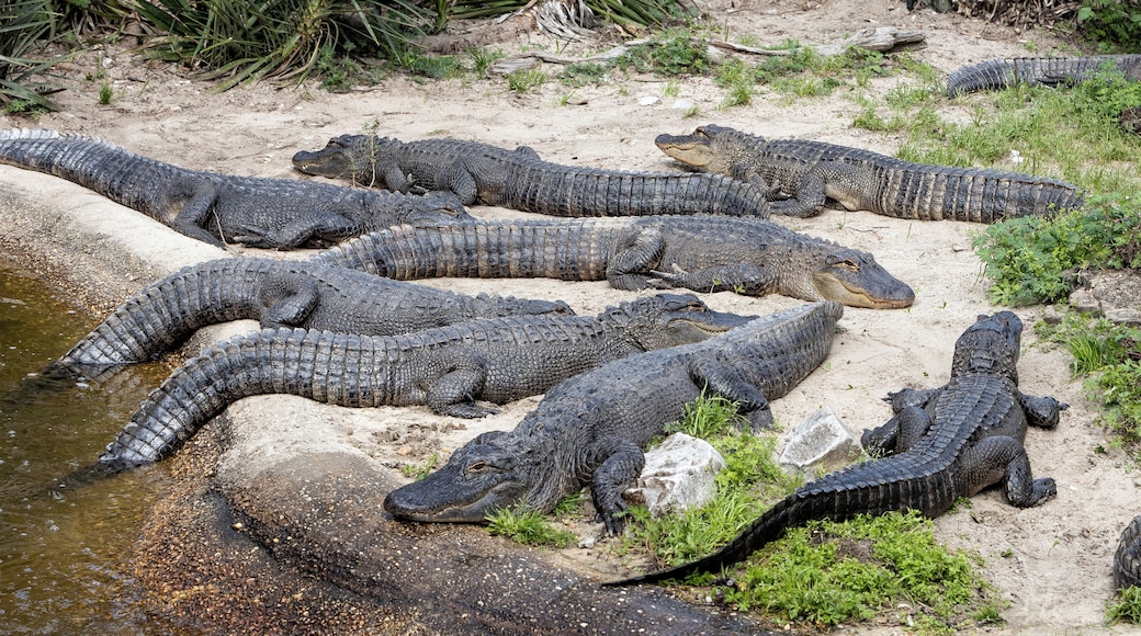A few gators at the Gulf Breeze Zoo.
