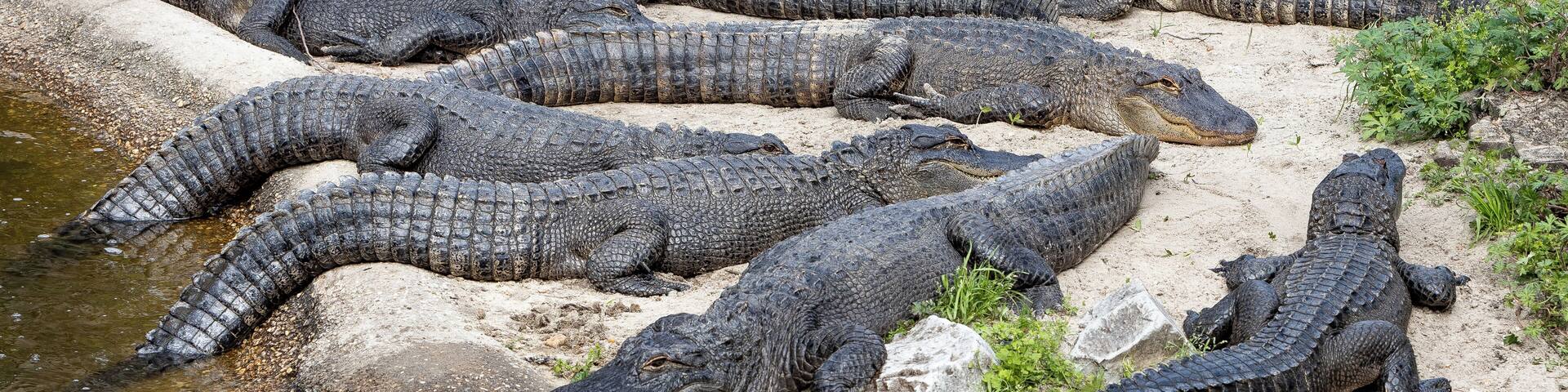 A few gators at the Gulf Breeze Zoo.