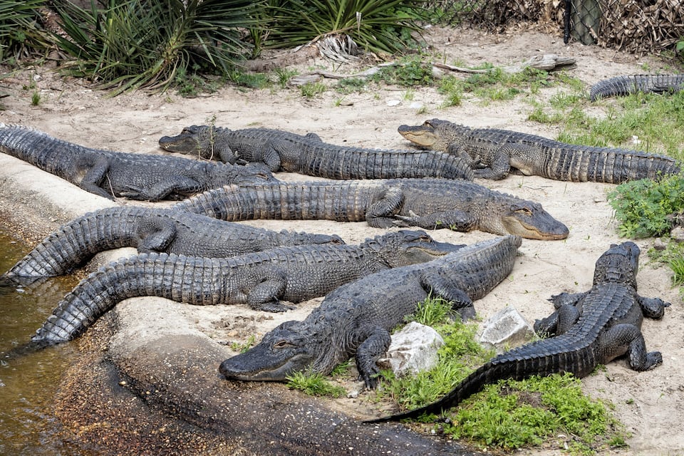 A group of alligators resting near a water body.