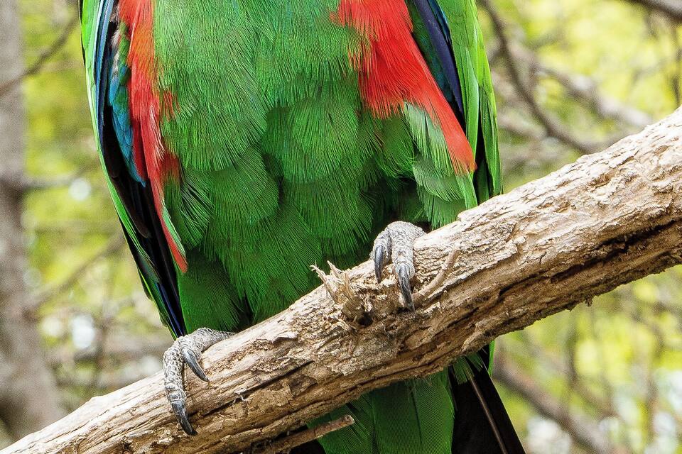 A green parrot with red and blue feathers perched on a branch.