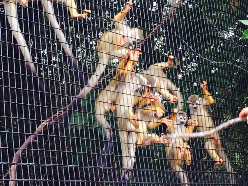 Spider monkeys 