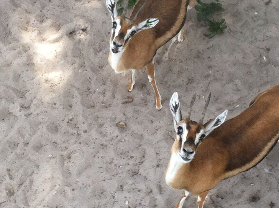 Two gazelles following us! Too cute!