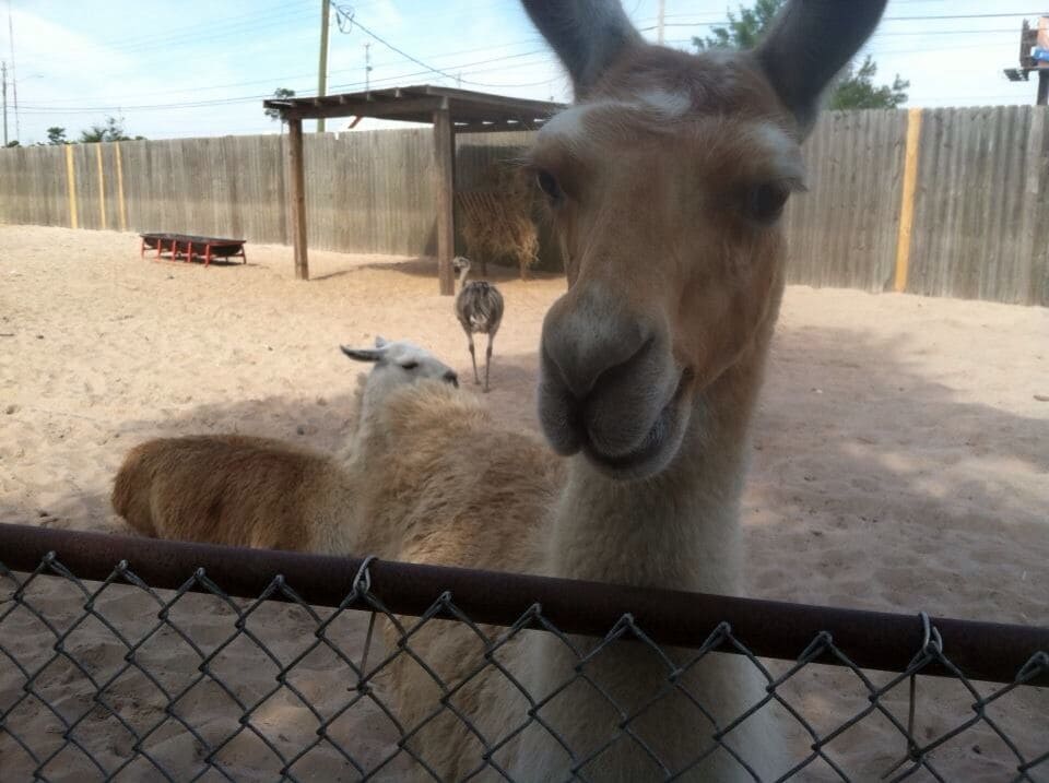Coming up for some food at the gulf breeze zoo