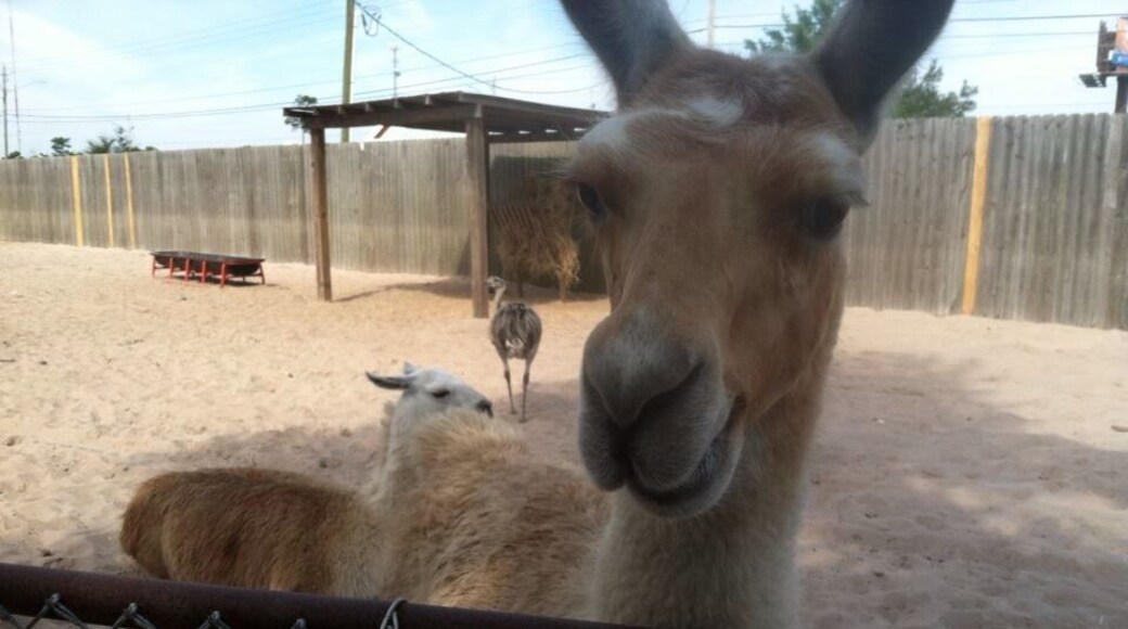 Coming up for some food at the gulf breeze zoo