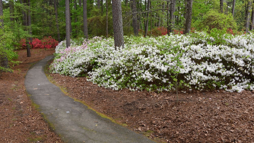 A forested path with white flowering bushes and red azaleas.