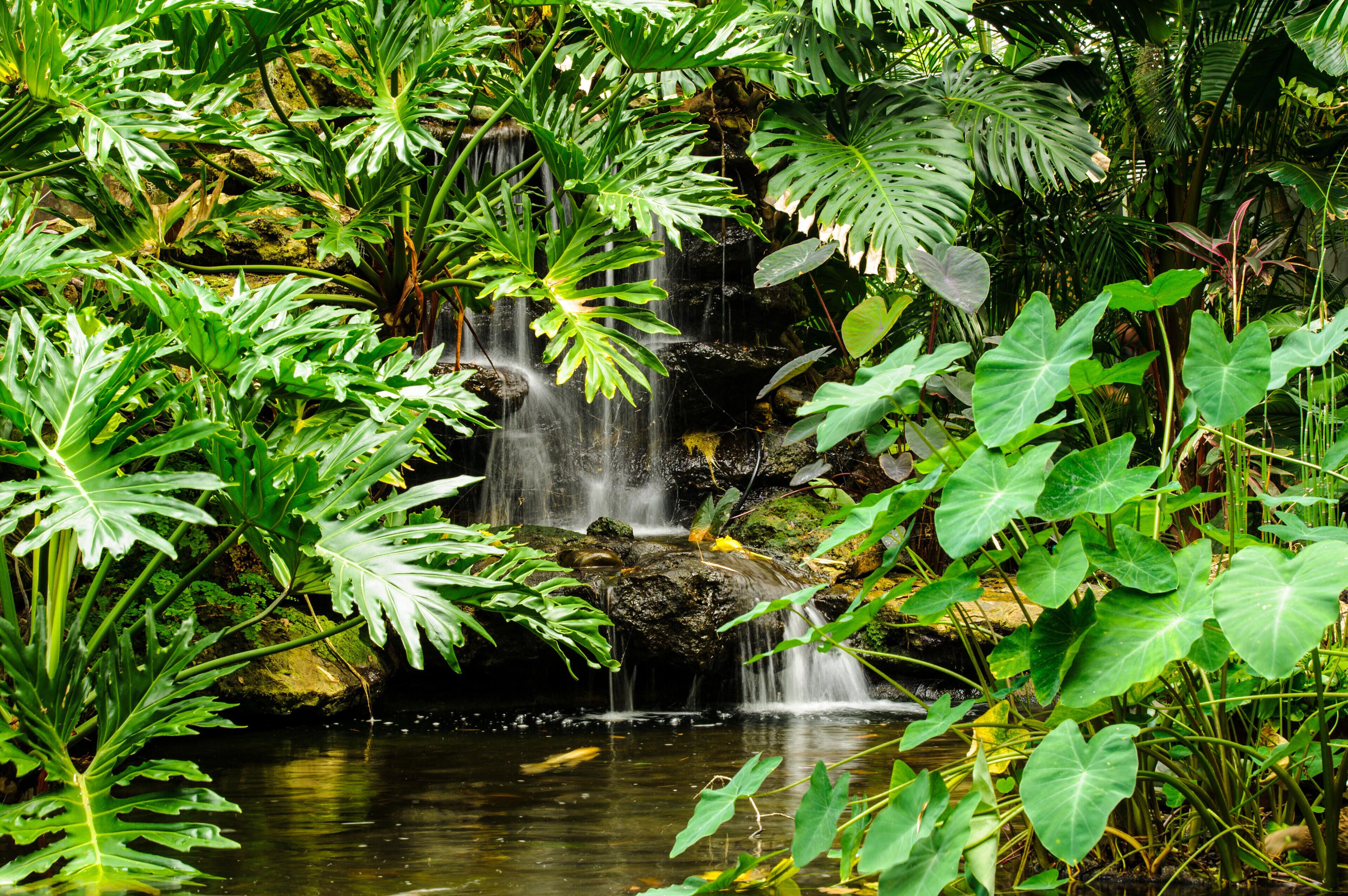 DHHKKY A waterfall on 24.10.2013 at The Marie Selby Botanical Gardens in Sarasota. Photo: picture alliance / Robert Schlesinger