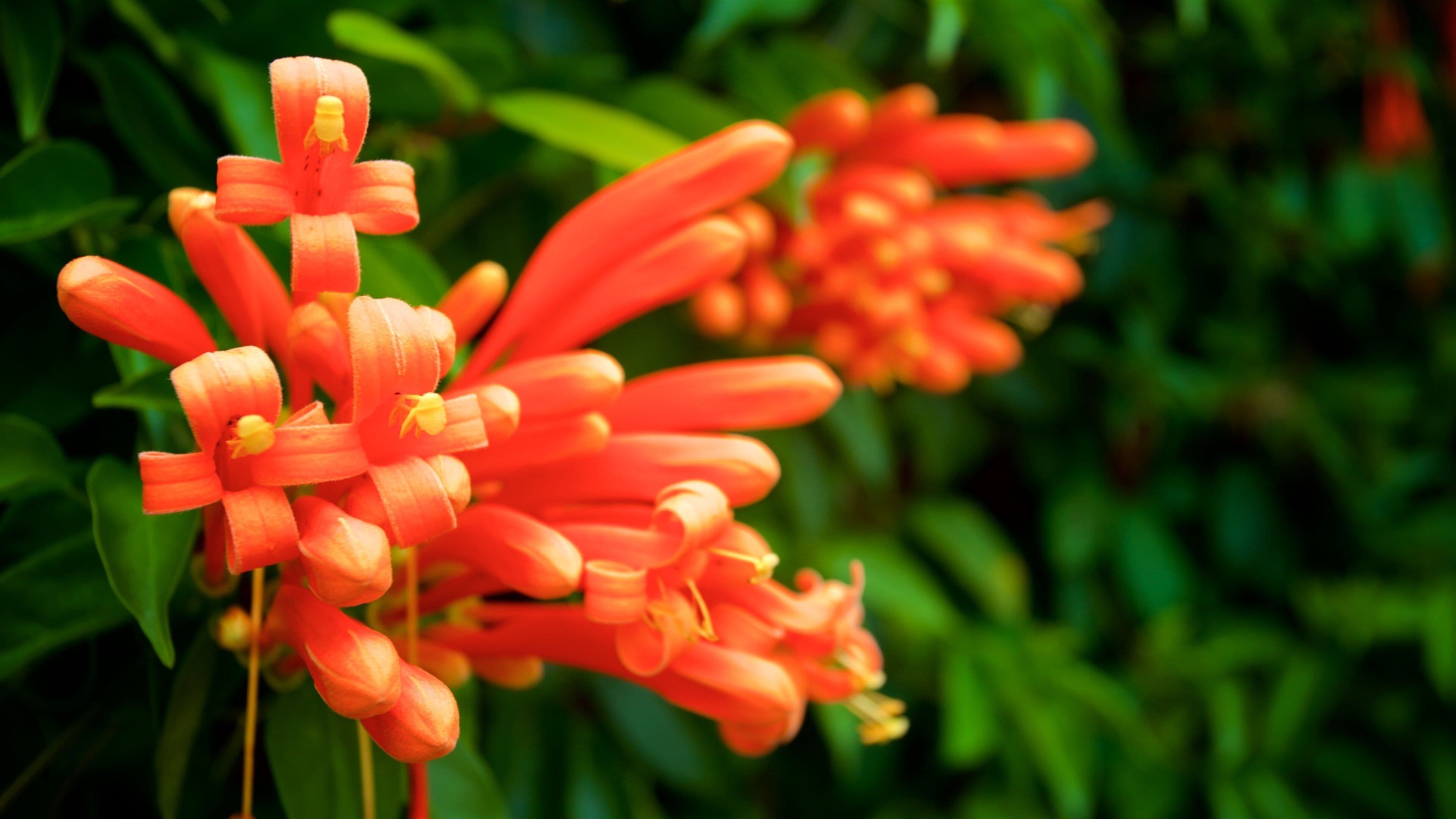 玛丽亚·塞尔比植物园