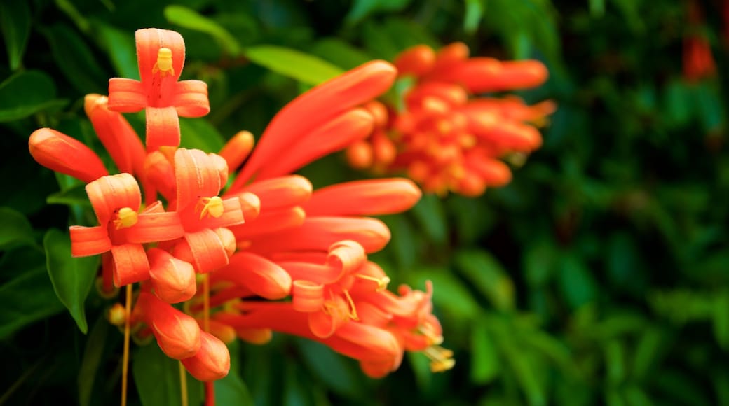Marie Selby Botanical Gardens showing wildflowers