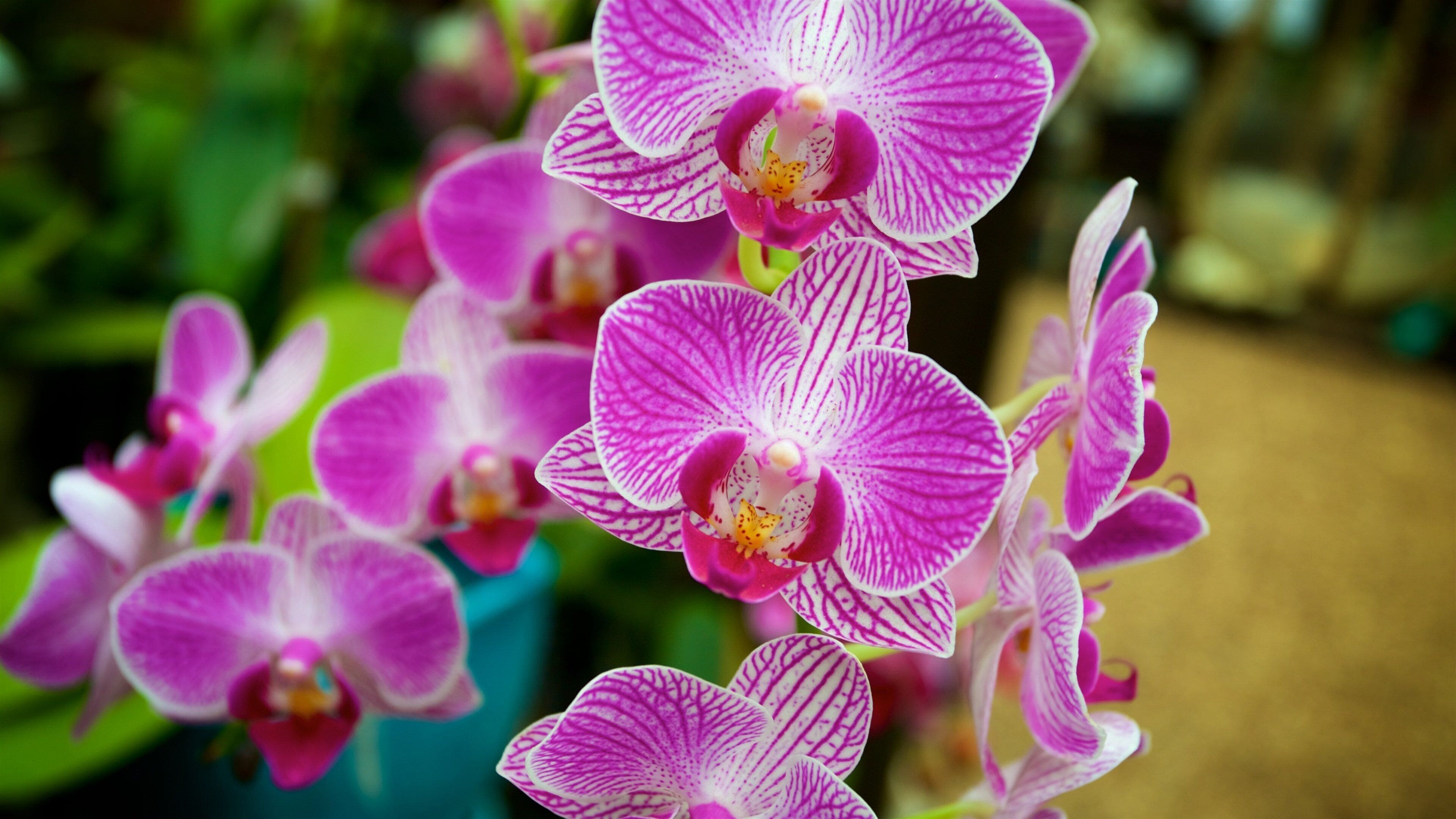 Marie Selby Botanical Gardens which includes wildflowers