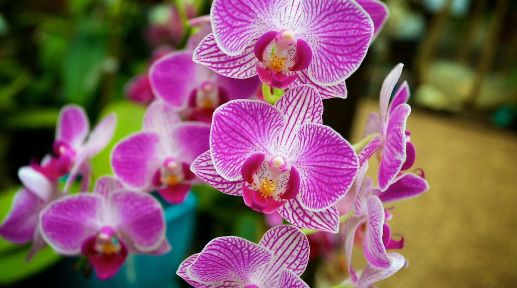 Marie Selby Botanical Gardens which includes wildflowers